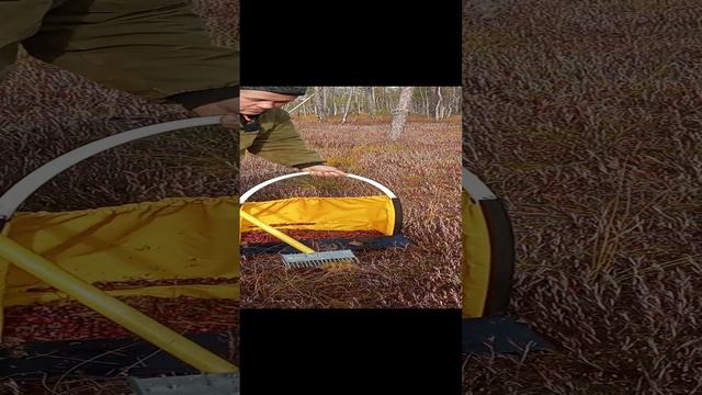 новые грабли по клюкве. www.sbor-yagod.ru смотреть онлайн