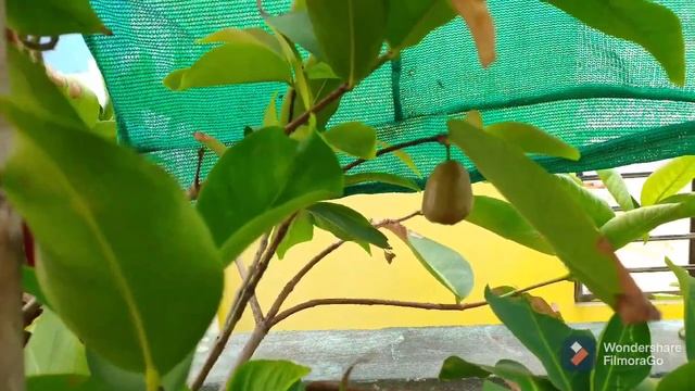 Red,White,green Water apple plants from my Terrace/Harvesting pot size.. смотреть онлайн