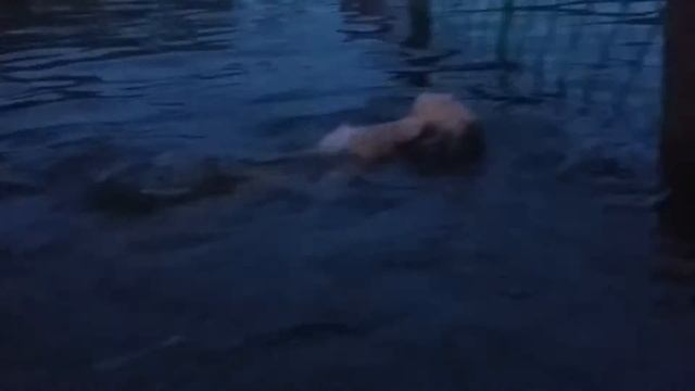 Shiny Dasha on the river – уроки ныряния|как научить ребенка нырять вперед и назад смотреть онлайн