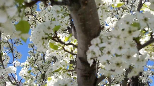 Spring Snow crab apple tree active with bees смотреть онлайн