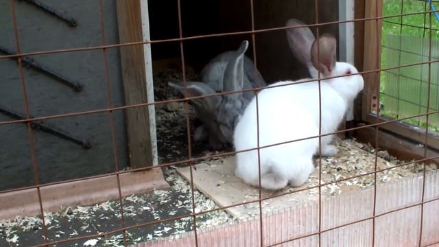 Буся и ее друзья королики . смотреть онлайн