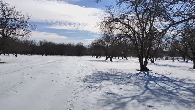 Гуляем с Алисой в яблоневом саду!!! смотреть онлайн