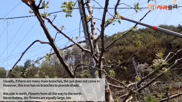 [사과재배] 가는 주지 50개를 만들다 korea apple tree.Kim Chang Ho김창호 смотреть онлайн