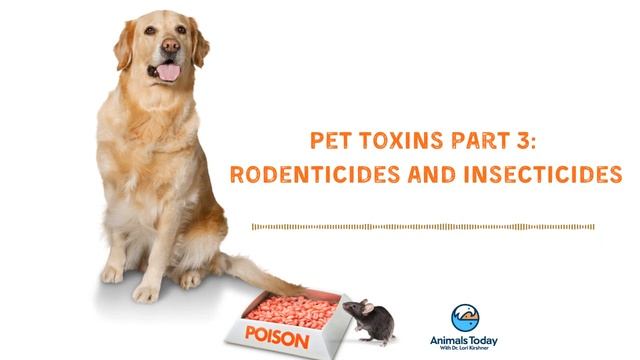 The Worst Toxins for Your Pets, Protect your Pets - Animals Today Radio смотреть онлайн