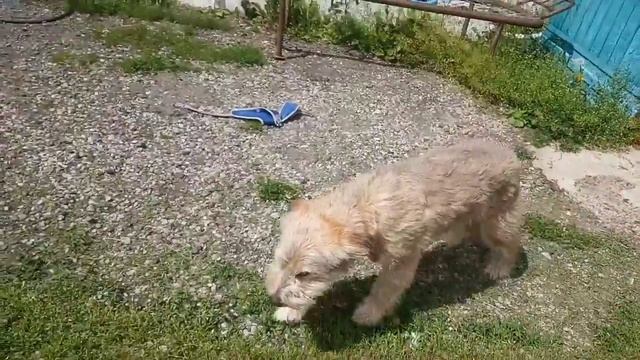 МЫ ПОМЕНЯЛИСЬ ТЕЛАМИ😱( Кузя лакомка)#собака #россия#кот смотреть онлайн