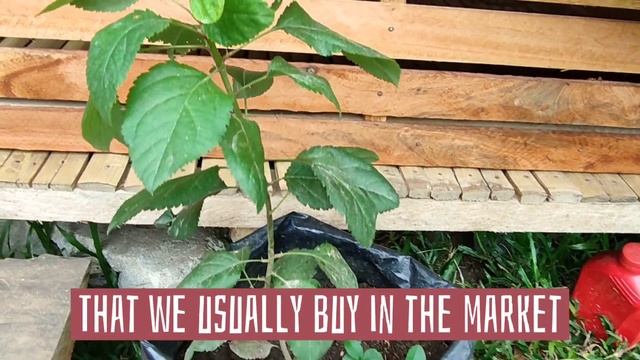 Apple tree in the Philippines|Jenevebs Yanguas смотреть онлайн