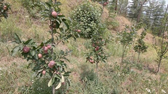 Apple Tree || Himachal Pradesh, India смотреть онлайн
