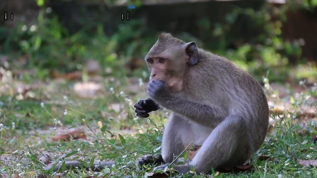 Cute Monkey Eat Apple |Asia MonkeyBoo Channel|