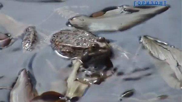 Лягушачий концерт / Frog Concert