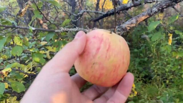 Wild Apple Picking While Hunting - Growing Your Own FOOD #Apples #ApplePicking #WildApples смотреть онлайн