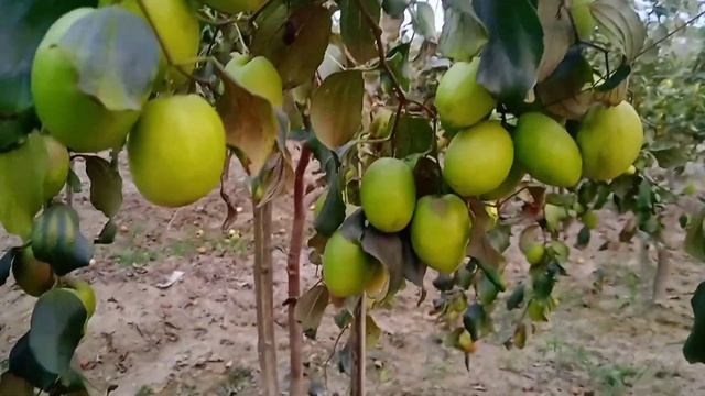 (Big Size) Thai Green Apple Ber Farming Successful/ Apple Ber Ki Kheti/ green tree plant nursery смотреть онлайн