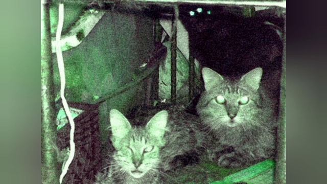 Returning schedule- SCP-511/SCP-511-1(Basement Cat) sings bad apple смотреть онлайн