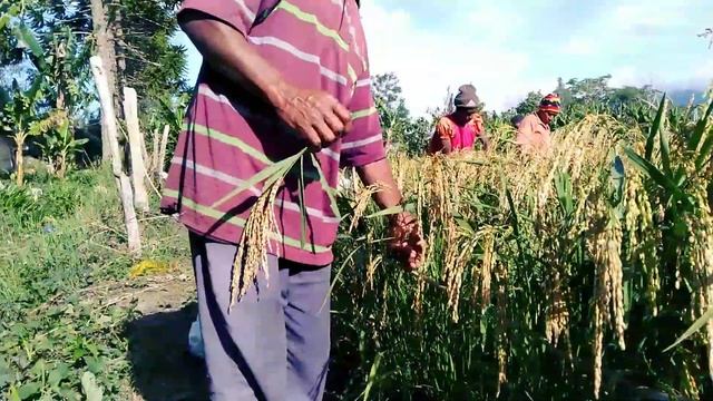 RICE HARVESTING || Fatima Parish, Papua New Guinea (PNG) смотреть онлайн