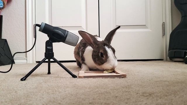 Rabbit eating apple ASMR смотреть онлайн
