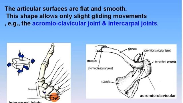 07 Joints 08 Plane & Compund Joints Anatomy Intro Dr Ahmed Kamal смотреть онлайн