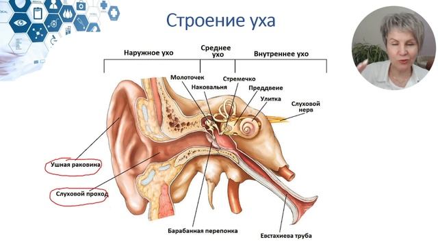 Строение уха. Слуховой анализатор смотреть онлайн