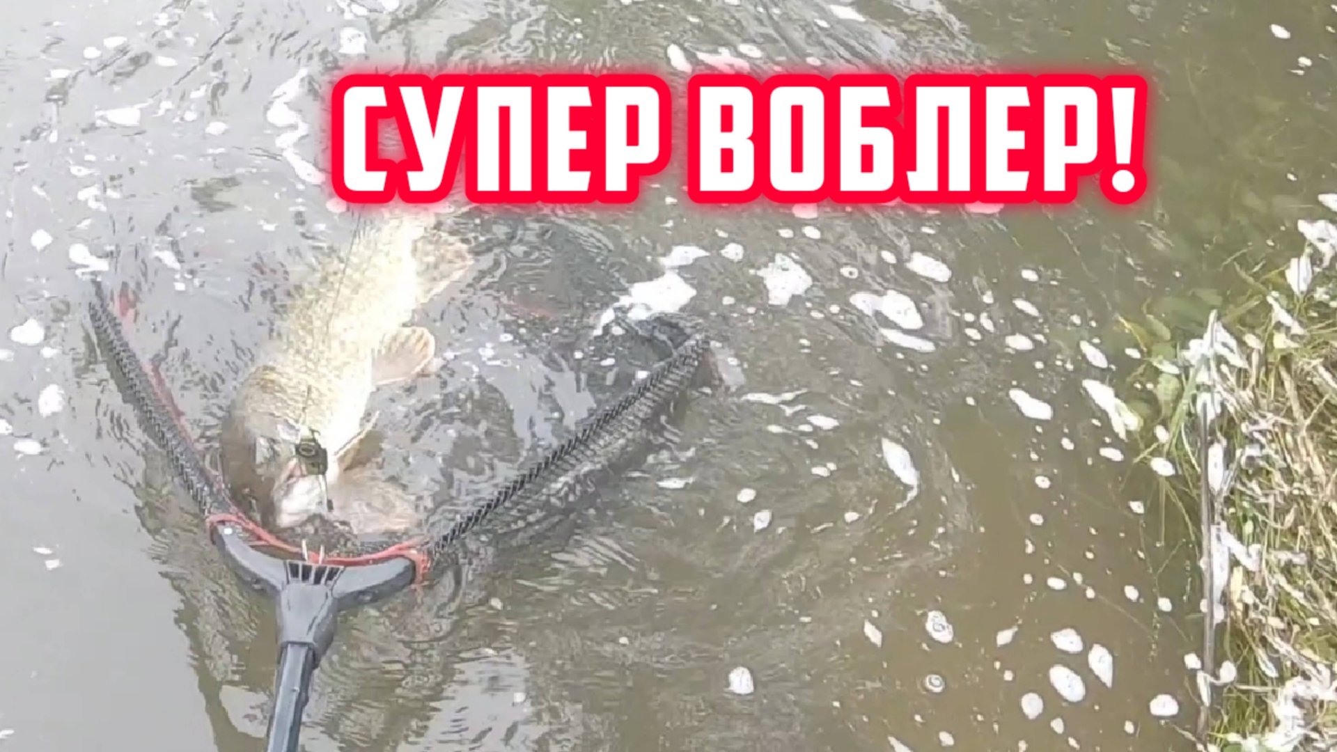 Ловля щуки на лучшый воблер! Стоит поставить spro Iris Underdog 80 и происходят паклёвки трофеев! смотреть онлайн