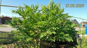 Выращивание орехов в Челябинске. Грецкие орехи, чёрные, сердцевидный и фундук. Зимостойкие орехи.