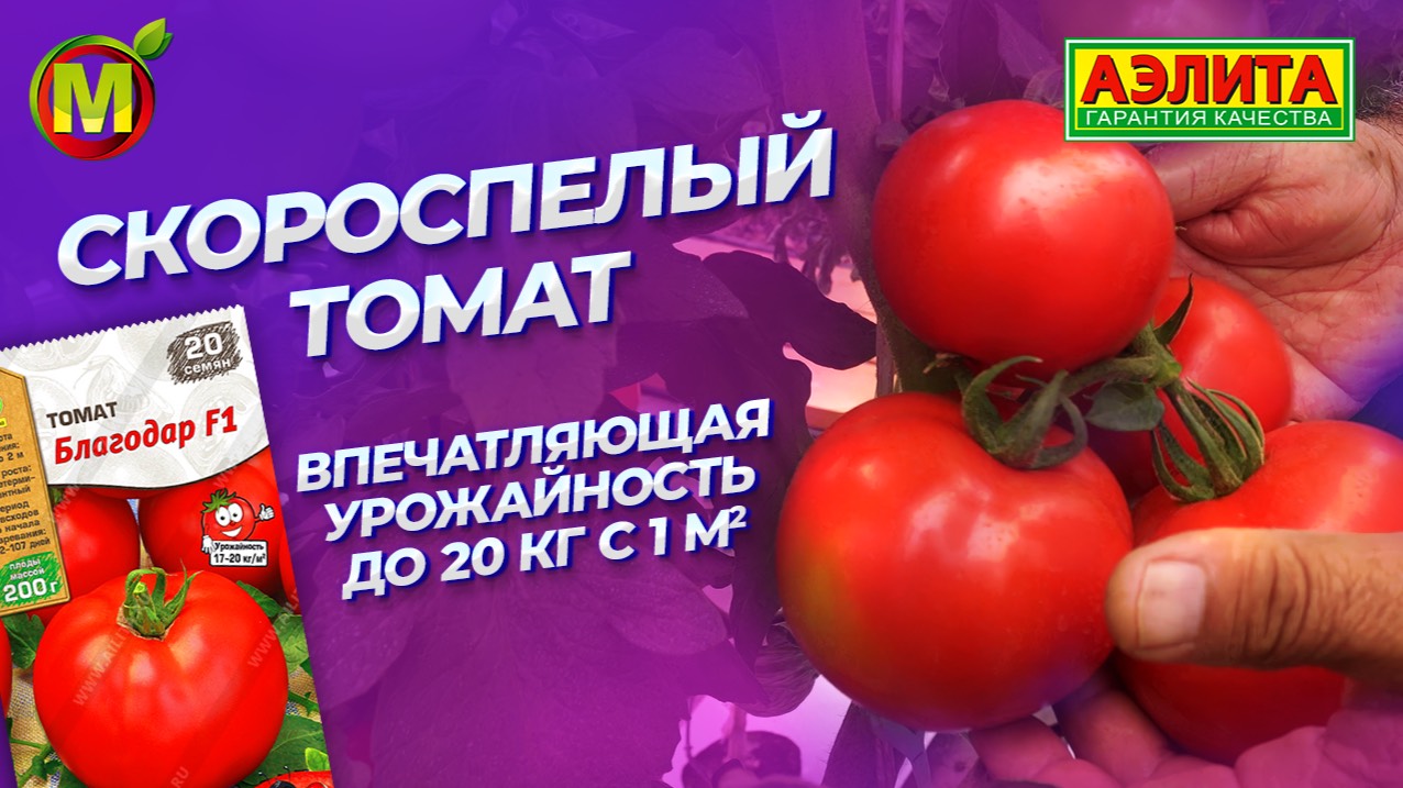 Скороспелый томат с высокой урожайностью! БЛАГОДАР F1 смотреть онлайн