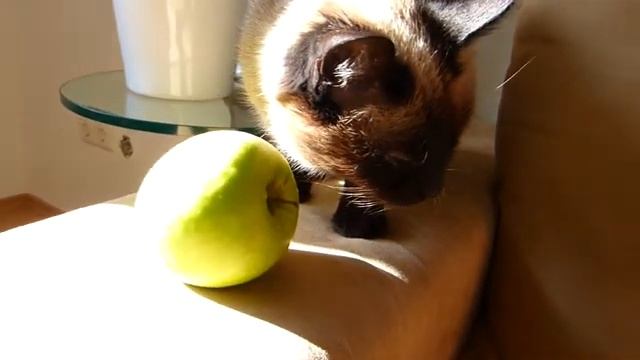 Funny Cat loves green Apple! :) смотреть онлайн