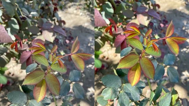 Asus Rog Phone 5 vs iPhone 12 Pro Max Camera Test смотреть онлайн