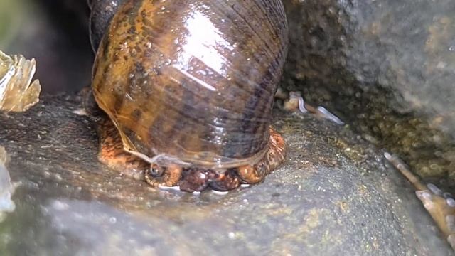 SIPUT GONDANG EMAS-GOLDEN APPLE SNAIL-POMACEA CANALICULATA LAMARK IN BORNEO смотреть онлайн