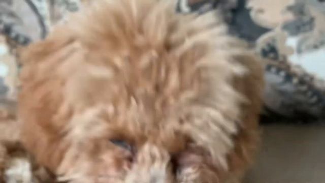 ASMR Dog eating an apple 🍎 yum yum 😋 смотреть онлайн