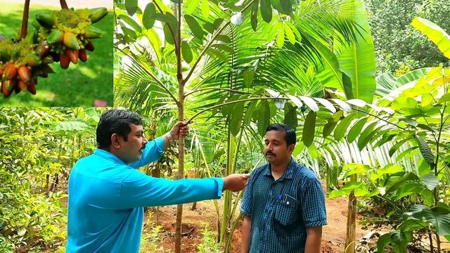 മുറ്റത്ത് വളരുന്ന വിദേശ പഴചെടികൾ /Kesusu,Soncoya,Kepel fruit,Well wet Apple,Blackbsapirte,Arsaboy смотреть онлайн