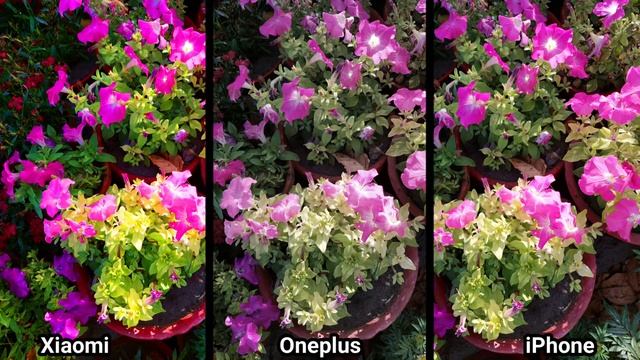 Xiaomi Mi 11 Ultra vs Oneplus 9 Pro vs IPHONE 12 Pro Max Camera Test смотреть онлайн