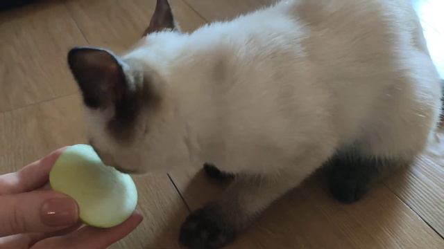 Alpha The Siamese Cat eating a GREEN APPLE!!! 🍏 смотреть онлайн