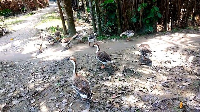 Goose @ Geese || Cute Goose Videos || Funny Swan Video Show || Swan Videos || Best Swan Videos || смотреть онлайн