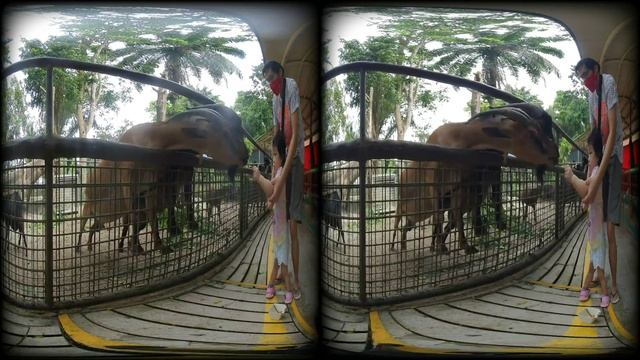 [VR180 VR 3D] Toddler Riley Goat Feeding @ SG Zoo KIDZWORLD | Apple Vision Pro Meta Oculus Vuze XR смотреть онлайн