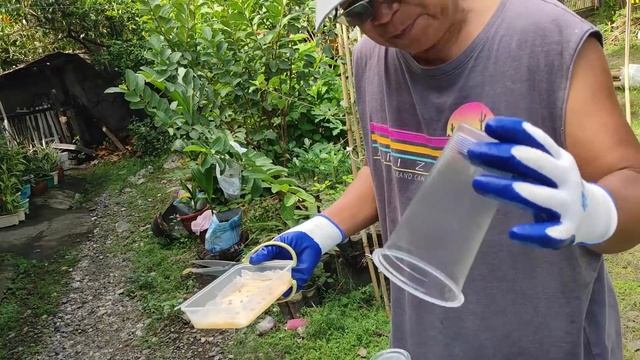 Magpatubo ng Buto ng Mansanas | Planting Apple Seeds смотреть онлайн