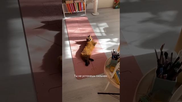 Мотивация дня #котики #смешныекошки смотреть онлайн