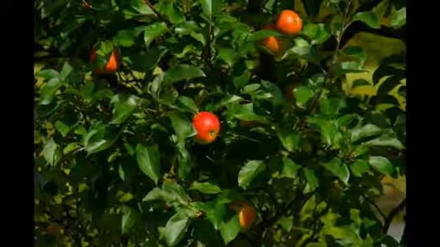 HRMN99 Hot Climate Variety #HRMN99#HarimanSharma#Anna#Dorset Golden#NIF#Apple plantation informatio смотреть онлайн