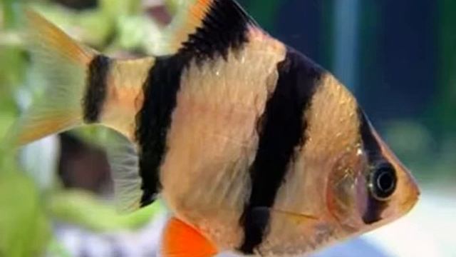 Рыбка барбус в аквариуме. Содержание, уход, размножение. Fish Barbus in aquarium. смотреть онлайн