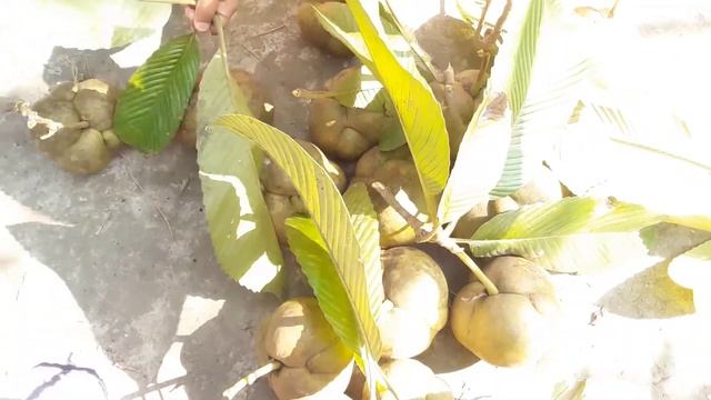 These are Elephant Apples | Learn Bengali | Bengali Conversation смотреть онлайн