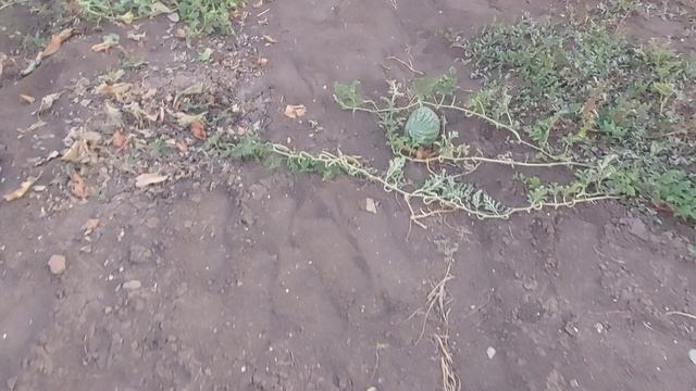 Убираю перец и дыни. Обзор товара в Фикс Прайс. смотреть онлайн