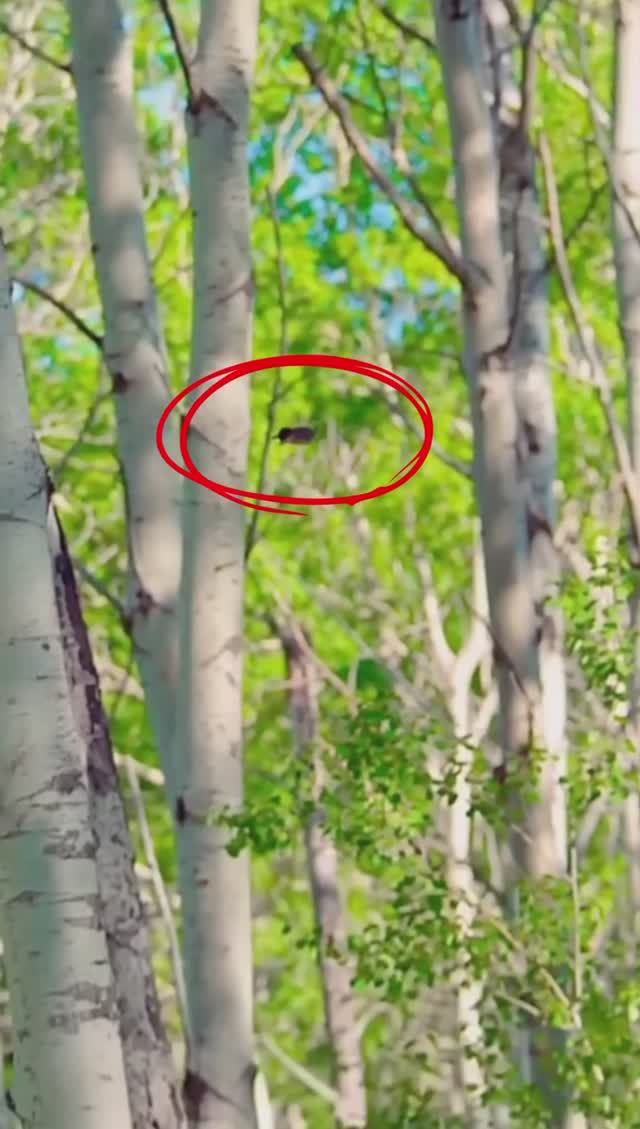 Как птенцы древесной утки покидают гнездо