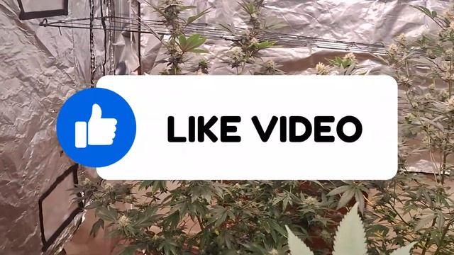 Mac 1 Cap Cut and Flower Room Update: Thriving Plants and Greenery Galore! смотреть онлайн