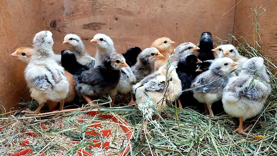 Как цыпленок превращается в красивую птицу. смотреть онлайн