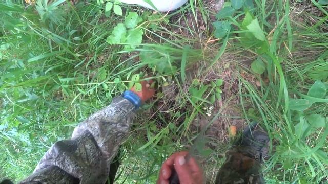 Лисички. Поиски заветной полянки. смотреть онлайн