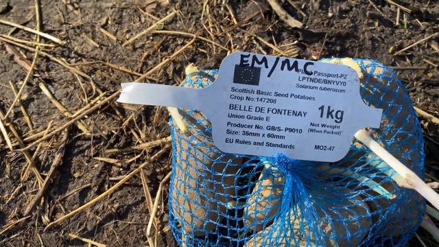 How To plant Potatoes Using a Bulb Planter смотреть онлайн