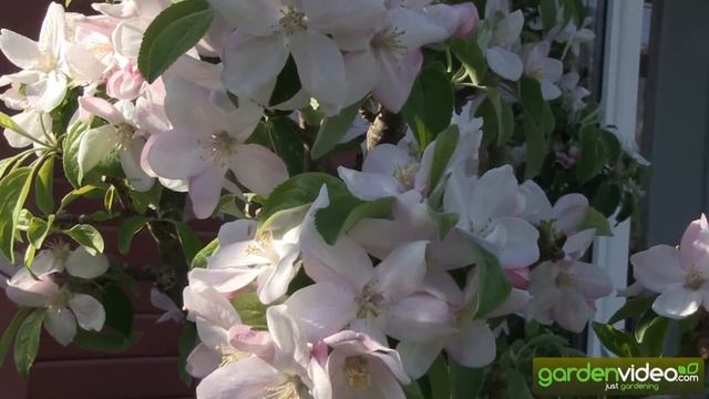 Older columnar appletrees Malini in full flower смотреть онлайн