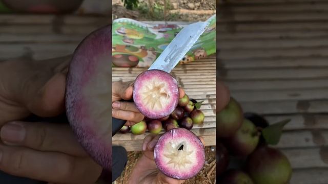 ลูกน้ำนม หมากน้ำนม หรือ ￼ Star Apple ￼ смотреть онлайн