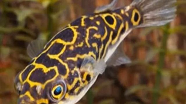 Тетраодон Восьмерка (Тетраодон Биоцеллатус) Содержание.   Уход.  Размножение.