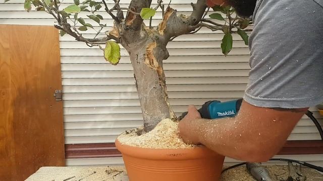 Apple tree bonsai carving, Aussie bonsai bloke смотреть онлайн