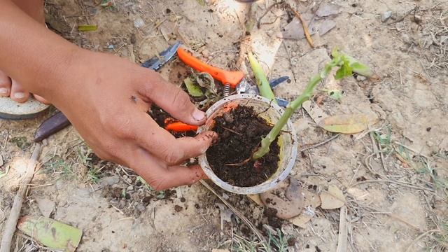 Grafting papaya tree with apples is 100% successful смотреть онлайн