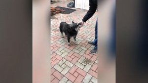 НЕ АСМР. ГОША ЖИВОЙ! Закрепила коммент.
