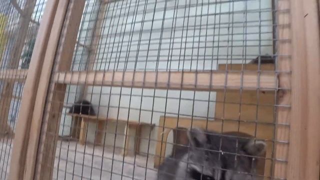 НАСТЯ в контактном [ЗООПАРКЕ]  